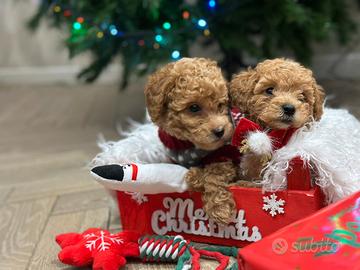 Barboncini mini/toy/nano red e brown