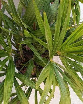 Palme in vaso