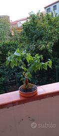 bonsai di bouganville 
