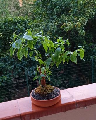 bonsai di bouganville 