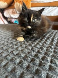 Cucciolo di Maine coon
