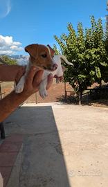 Jack Russell
