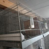 Uccelli