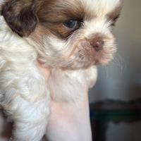 Cucciolo di Shih Tzu liver