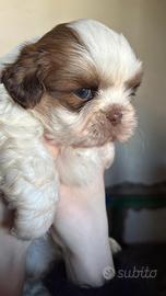 Cucciolo di Shih Tzu liver