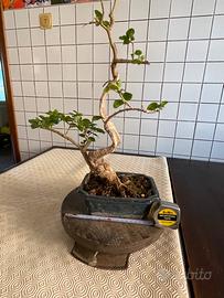 Bonsai ligustro a foglie ovali