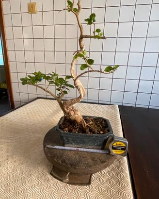 Bonsai ligustro a foglie ovali