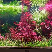 Allestimento acquari