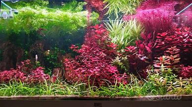 Allestimento acquari