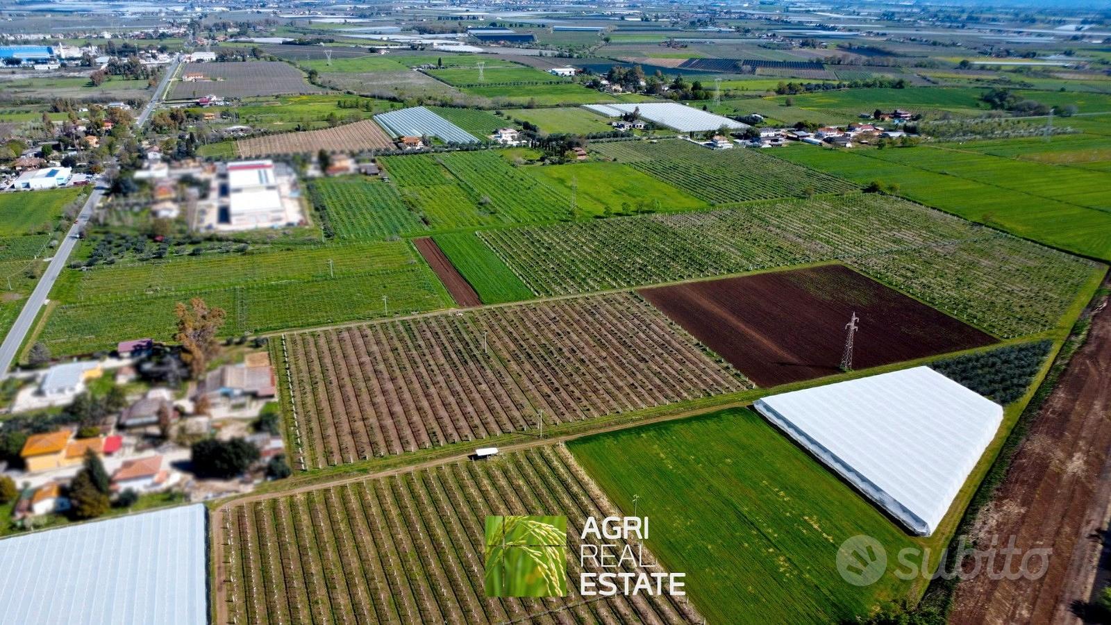 Terreno agricolo 10 HA con impianto kiwi e 2 pozzi - View 3