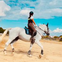 Cavallo 16 anni Salta molto con potenziale