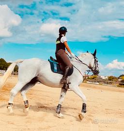 Cavallo 16 anni Salta molto con potenziale