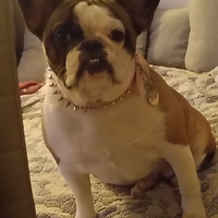 Bulldog francese