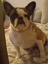 Bulldog francese