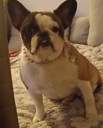 Bulldog francese