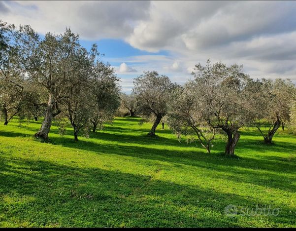 Terreno 1/2 ha con olivi e frutti Splendid vista