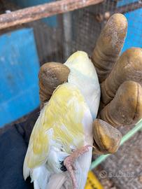 Parrocchetto Pallid Tourquoseblu