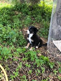 Cucciolo Border collie