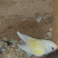 Pulli inseparabili roseicollis