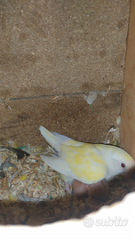 Pulli inseparabili roseicollis