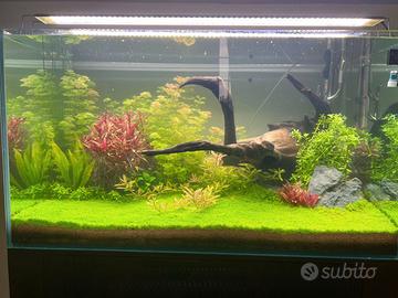 Acquario 300 L extra chiaro COMPLETO CO2 Chihiros