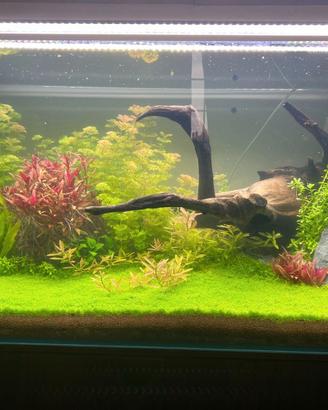 Acquario 300 L extra chiaro COMPLETO CO2 Chihiros