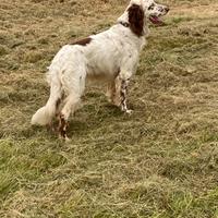 Setter inglese per accoppiamento