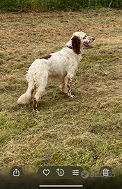 Setter inglese per accoppiamento