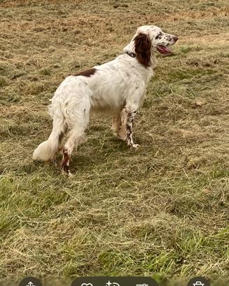 Setter inglese per accoppiamento