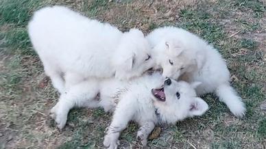Cucciolo di pastore svizzero bianco