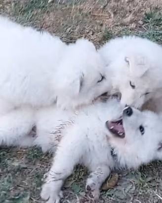 Cucciolo di pastore svizzero bianco