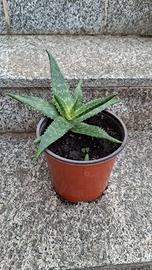 Aloe vera in vaso