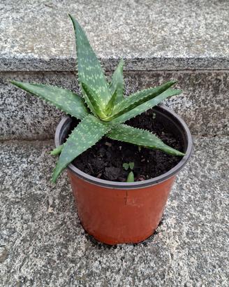 Aloe vera in vaso