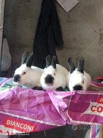 Conigli iscritti anci