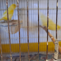 Canarini giallo intenso