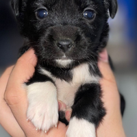 Cuccioli di maltipoo toy
