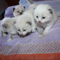 Cuccioli tipo ragdoll