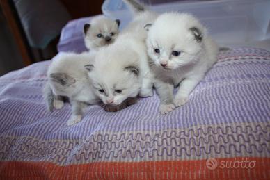 Cuccioli tipo ragdoll