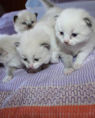 Cuccioli tipo ragdoll