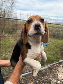 Cucciolo di Beagle