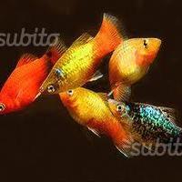 Platy mix, 4 giovani di diverse misure, endler ecc