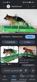 Tapis roulant per cani