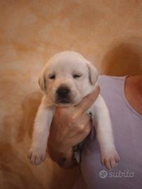 Stupendi cuccioli Labrador/pointer
