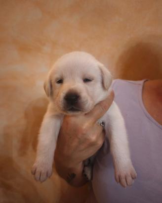 Stupendi cuccioli Labrador/pointer