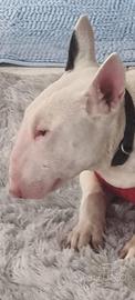 Cuccioli di cane bull terrier