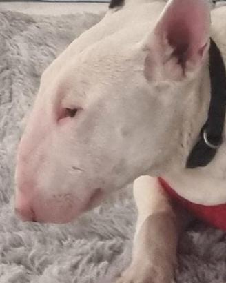 Cuccioli di cane bull terrier