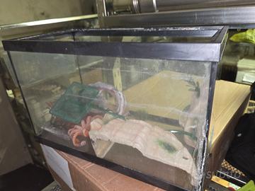 Acquario 40x20x25 20 litri