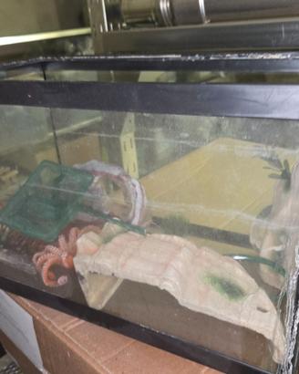 Acquario 40x20x25 20 litri