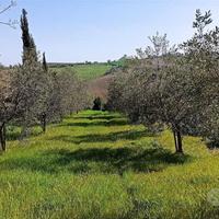 Terreno con ULIVETO a Morro D'Alba