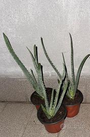 Aloe Arborescens Radicata
